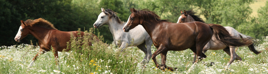 horses_1440x400.jpg